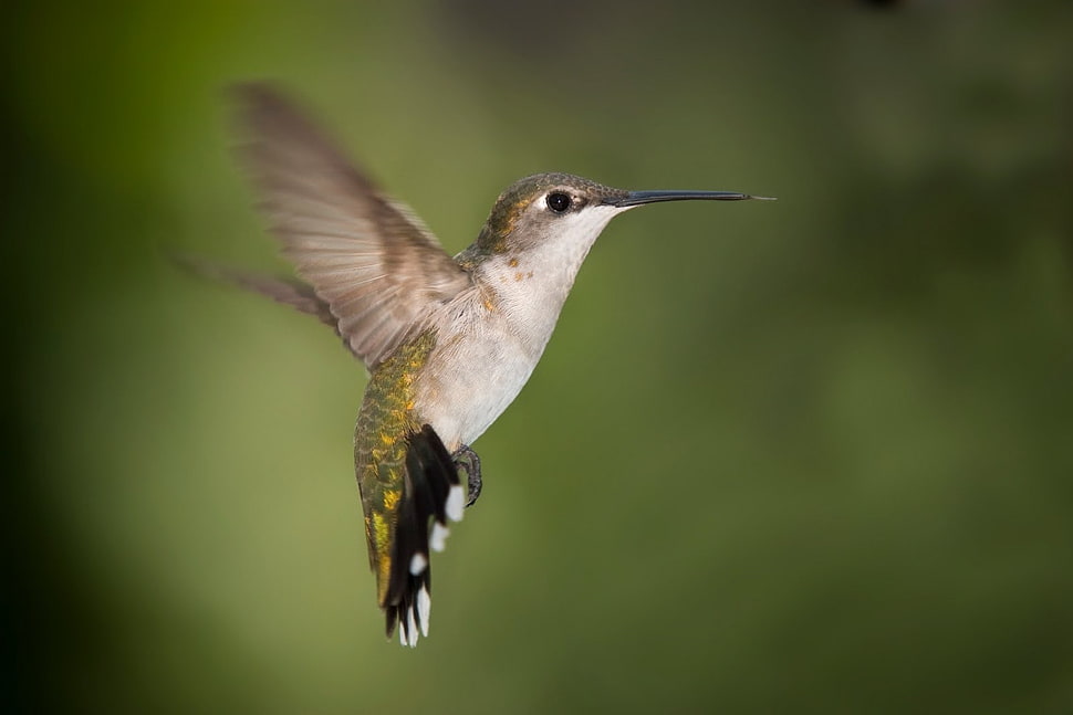 brown and white bird figurine, hummingbirds, birds, animals HD wallpaper