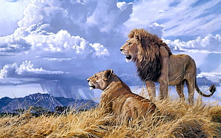 brown lion and lioness, lion, animals, artwork, nature