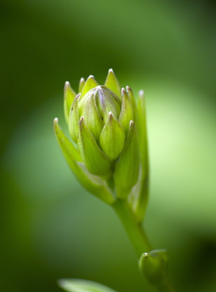 close-up photo of green flower, flowering