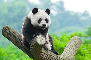 panda sitting on branch HD wallpaper