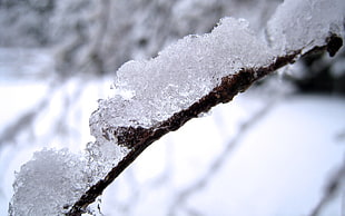 frozen branch close-up photography