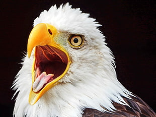 closeup photography of white and brown eagle