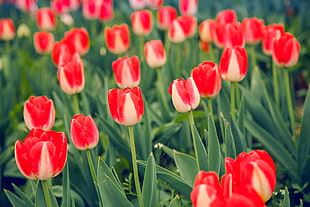 red tulip field HD wallpaper