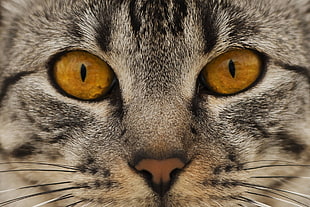 close of photo of grey cat HD wallpaper