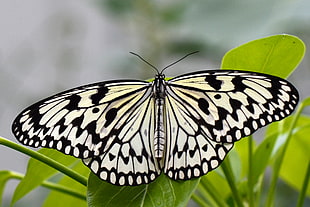Paperkite Butterfly perched on green laf HD wallpaper