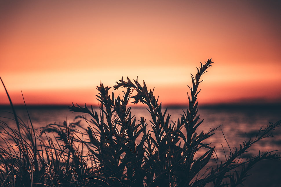 green leaf plant, Grass, Plant, Sunset HD wallpaper