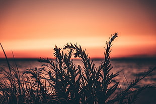 green leaf plant, Grass, Plant, Sunset