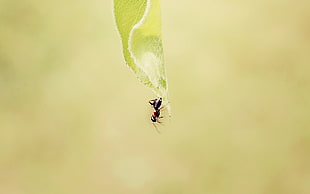 selective photography of garden ant on green leaf plant HD wallpaper