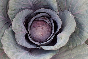 high angle photo of cabbage vegetable