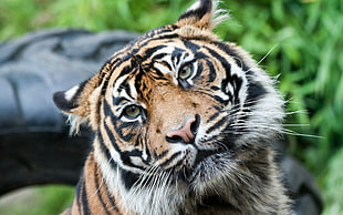 tiger near green grass