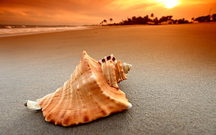 brown conch shell