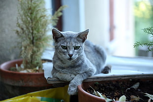 gray tabby cat, chats HD wallpaper