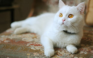 selective focus photography of Persian cat on white and brown floral fabric padded couch