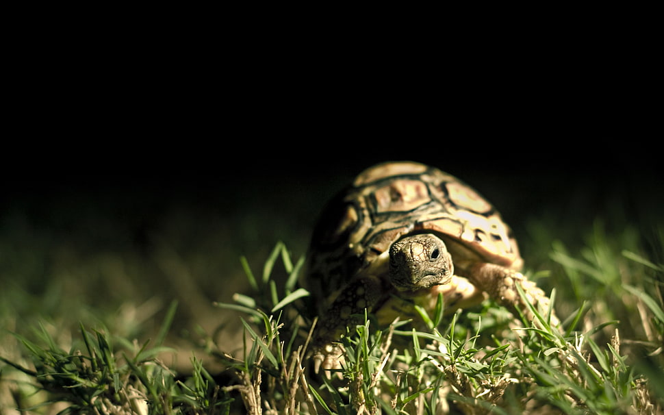close-up photo tortoise on grass HD wallpaper