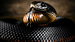 black and orange snake wallpaper, nature, animals, reptiles, snake HD wallpaper