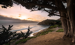 seashore with trees at sunset, gray whale