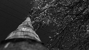 grayscale photo of electric post, trees, blossoms, wires, monochrome