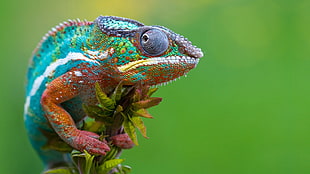 blue and red chameleon, camelion, green HD wallpaper