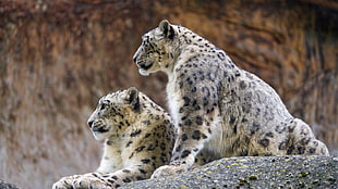 white and black leopard print textile, snow leopards, animals, wildlife, profile