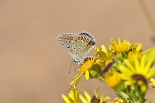 brown and black butterfly on yellow petaled flower