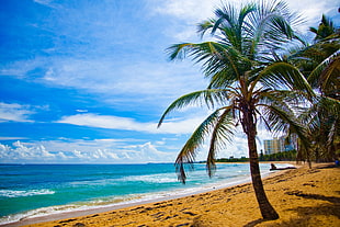 tropical tree on beach at daytime