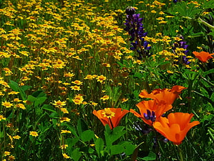 yellow,orange and purple flowers photo under sunny sky HD wallpaper