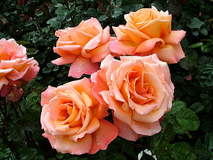 orange Rose flower