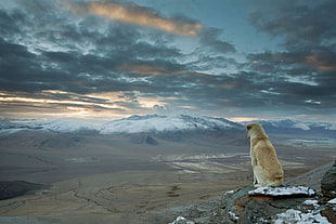 tan medium sized dog sitting on the mountain cliff during daytime watching the mountain HD wallpaper