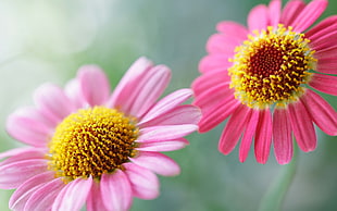 close up photo of two pink petaled flowers