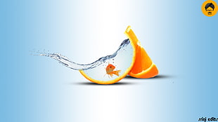 orange goldfish, fish, water, orange (fruit), splashes