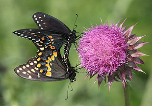 close up photography of two butterflies on pink flower