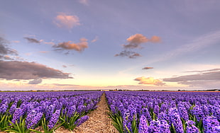purple irises flower field, dutch