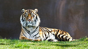 tiger lying on green grass field