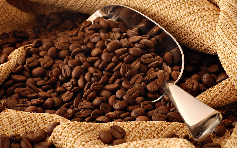 coffee beans with gray metal scoop HD wallpaper