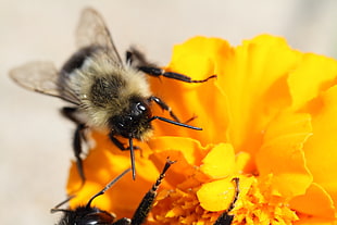 black and grey bee on yellow flower, marigold