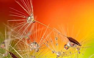 close-up photography of dandelion HD wallpaper