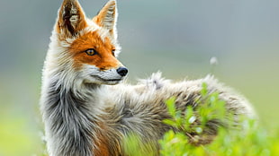 orange and gray fox, animals, nature, fox