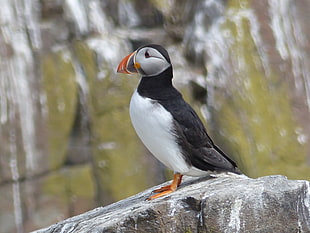 shallow focus on white and black bird on rock, puffin