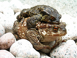 closeup photo of two brown frogs on top of gray rocks