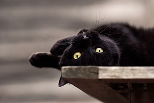 black cat, black cats, cat, animals HD wallpaper