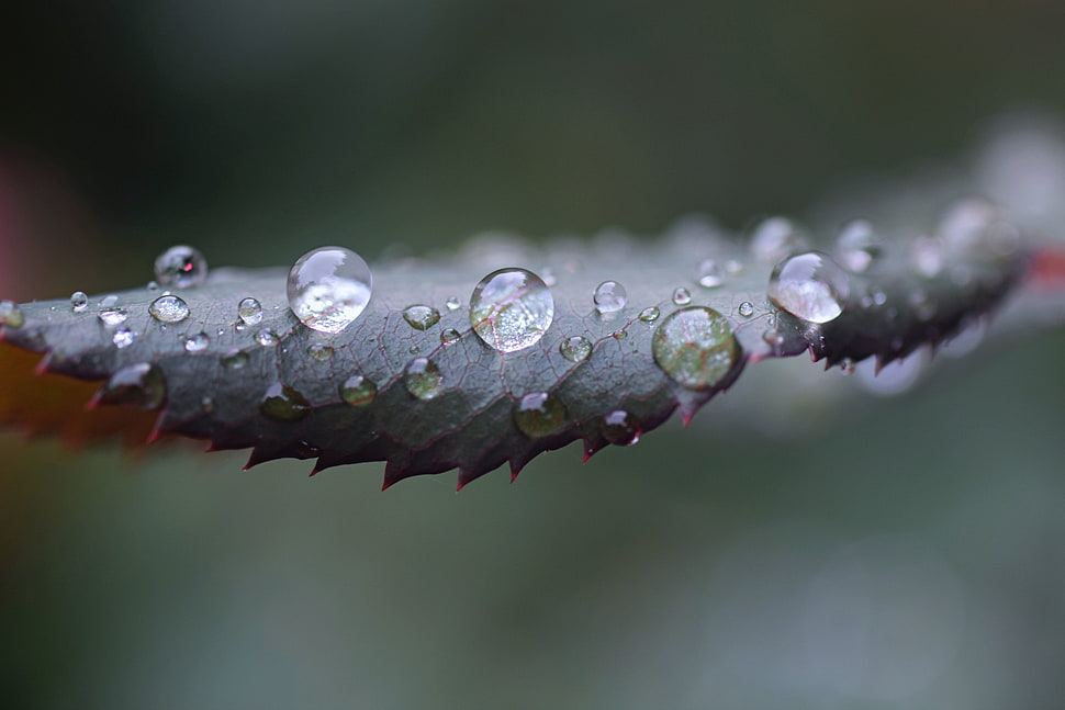 shallow focus photography of leaf with water HD wallpaper