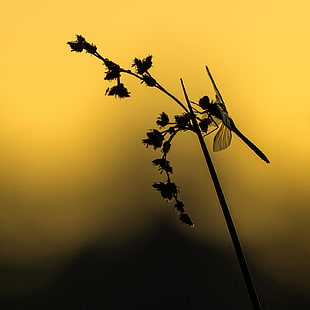silhouette photo of dragonfly perched on grass, odonate