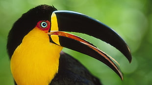black and yellow bird closeup photo