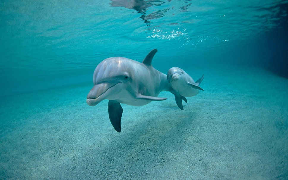 two gray dolphins, dolphin, animals HD wallpaper