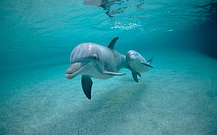 two gray dolphins, dolphin, animals
