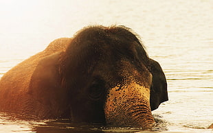 photo of gray elephant in water