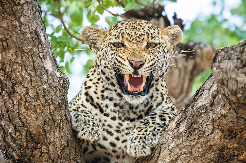 shallow focus of white and black leopard HD wallpaper