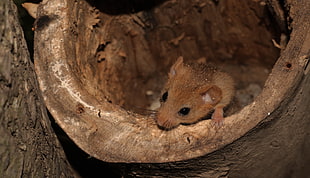 brown mouse in tree trunk HD wallpaper