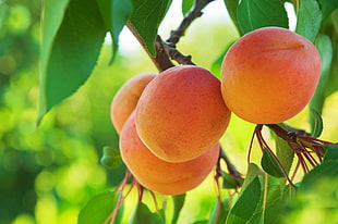 persimmon fruits, macro, fruit, peaches