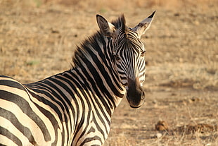 Zebra animal HD wallpaper